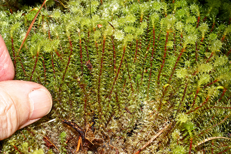 https://www.nzplants.auckland.ac.nz/en/about/mosses/native-species/ptychomniaceae/ptychomnion-aciculare.html